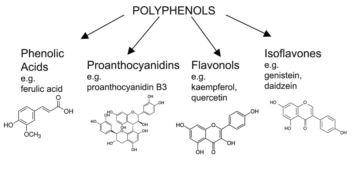 Figure 2 Polyphenolsjpg