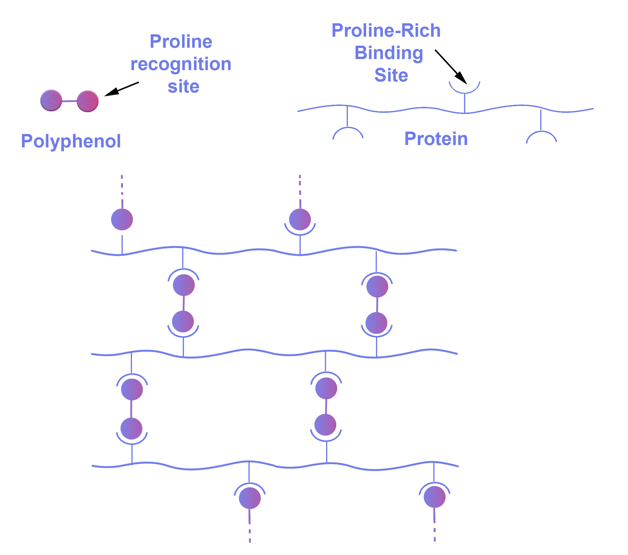 Figure 3 ProteinPolyphenolsComplexation-1