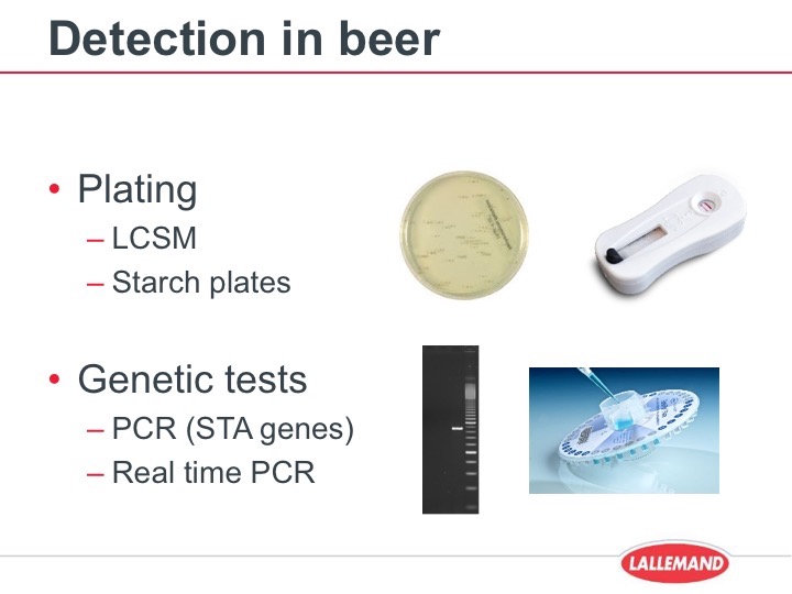 Diastaticus yeasts and their role in your beer – The Brewers Journal